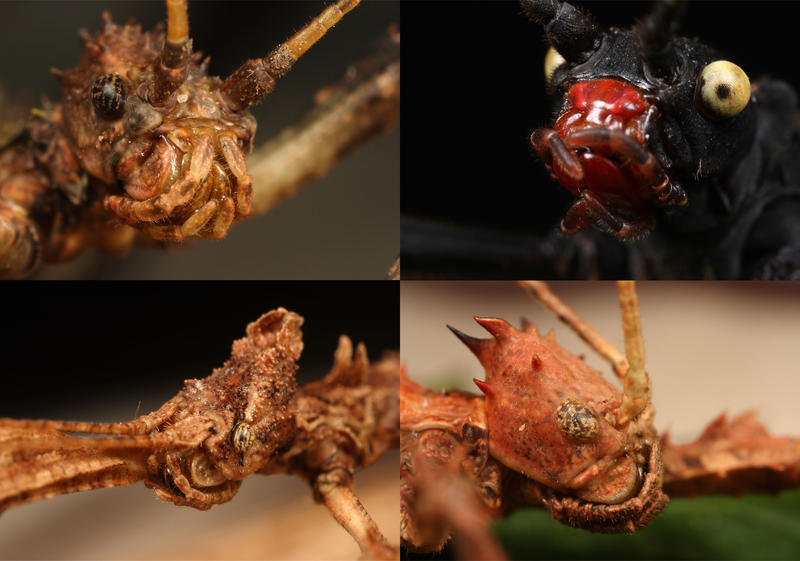 Phasmida Examples phasmid 4 in 1 by macrojunkie on DeviantArt