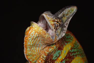 Yemen chameleon 01