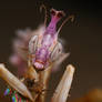 idolomantis 2nd instar  04