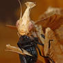 idolomantis nymph 1