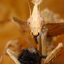 idolomantis nymph 2