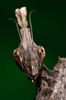 mug shot violin mantis