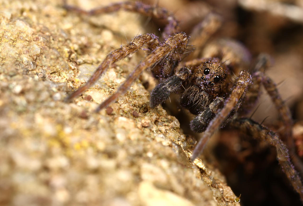 Baby wolf spider 03