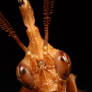 violin mantis 4