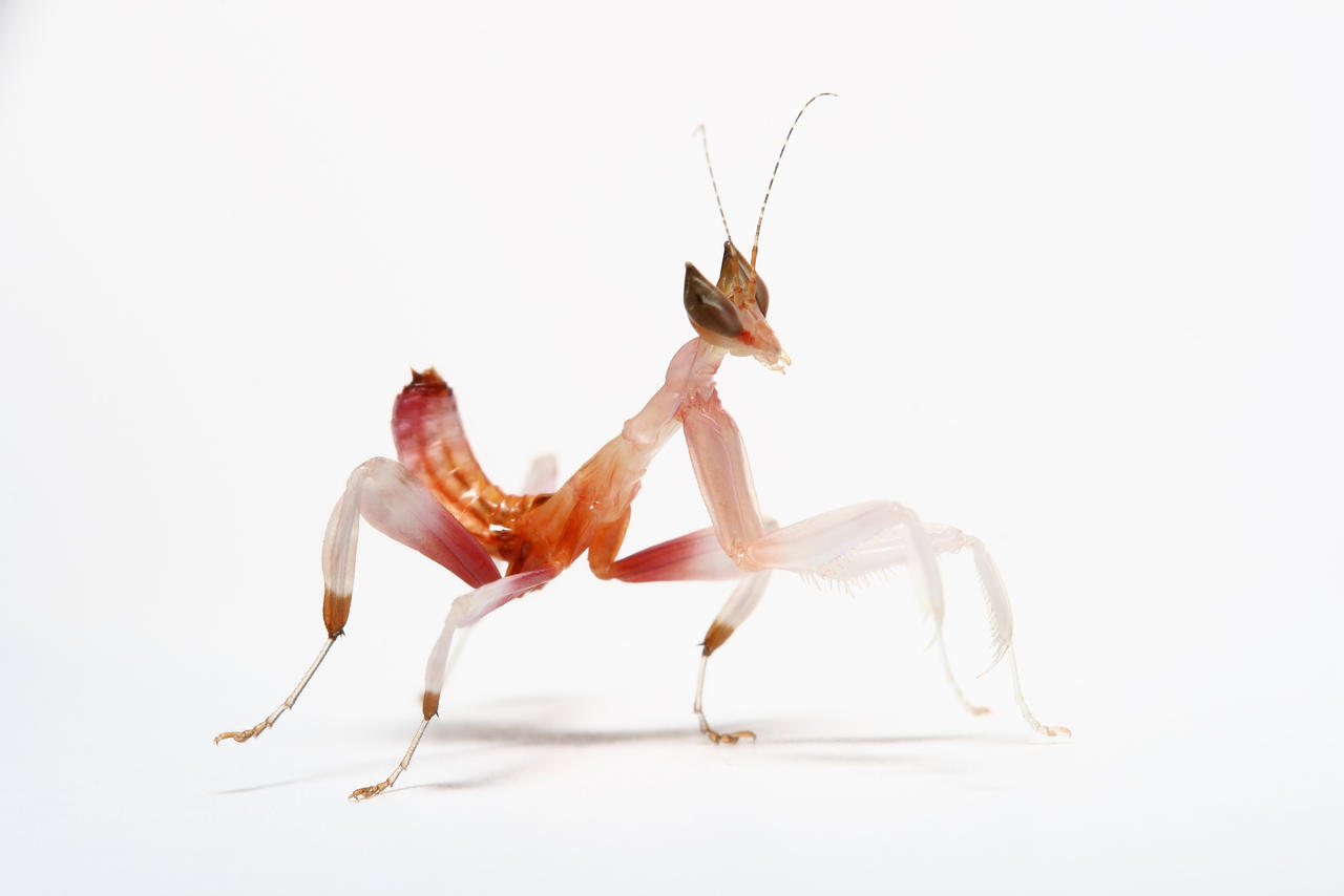 'Orchid mantis 2nd instar'