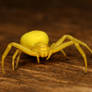 Yellow crab spider