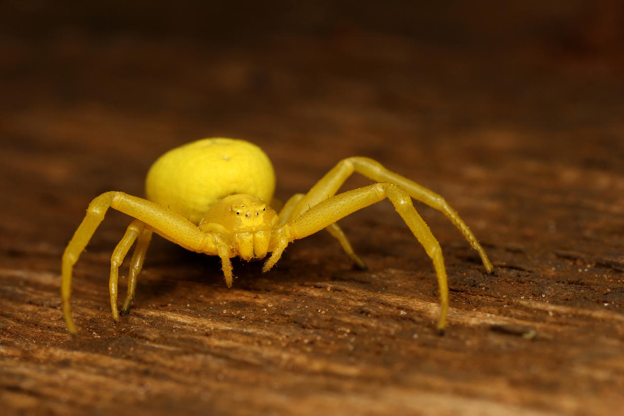 Yellow crab spider by macrojunkie on DeviantArt