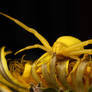 'crab spider series'