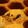 'A bee is born'