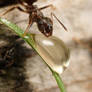 black ant feeding