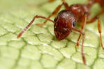 uk red ant at 4.5X by macrojunkie