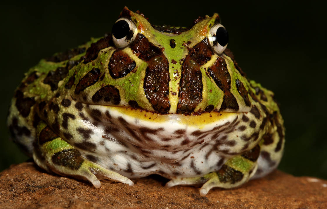 pacman frog by macrojunkie on DeviantArt