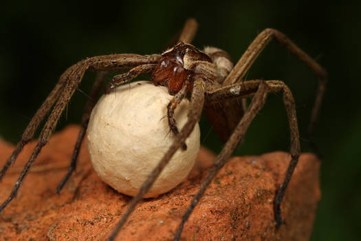 nursery spider with egg sack