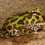 pacman frog 2