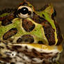 pacman frog 4