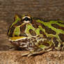pacman frog 7