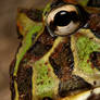 pacman frog 8
