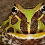 PAcman frog 9