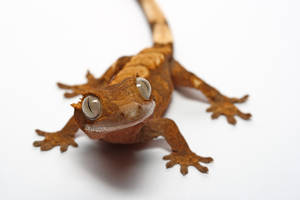 my pet gecko 3