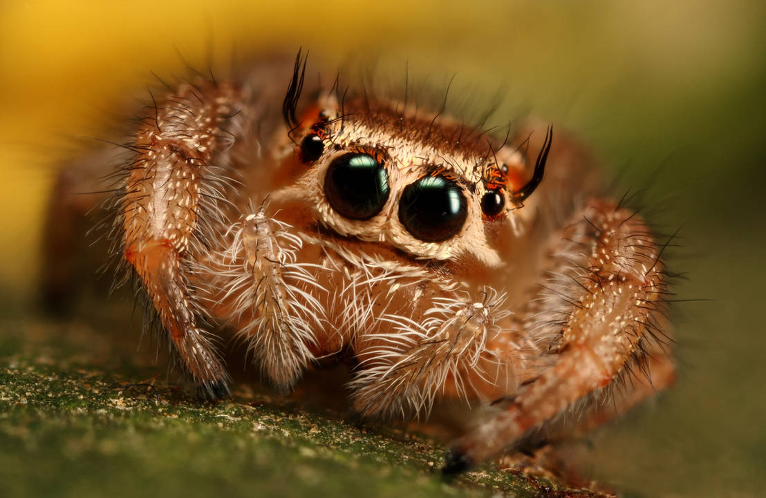 Jumping spider series 1