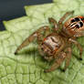 jumping spider 8