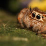 jumping spider 10
