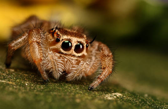 jumping spider 12