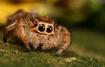 jumping spider 12 by macrojunkie