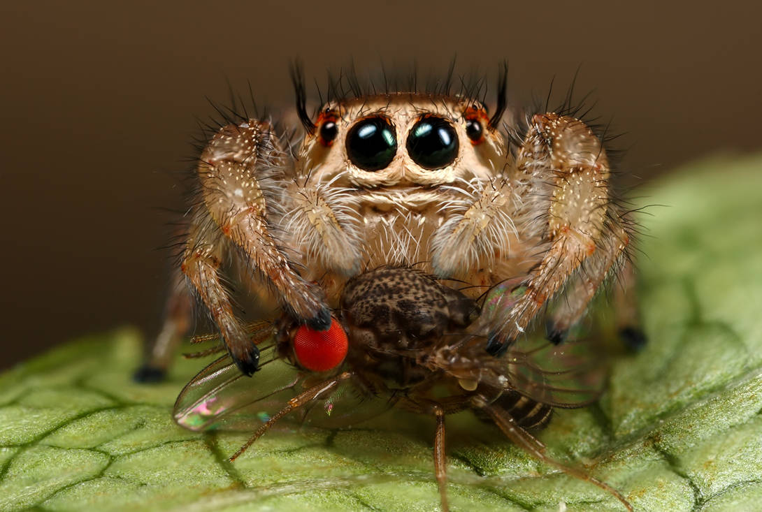 jumping spiders lunch by macrojunkie