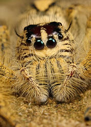 internet jumping spider 2cm