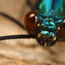 Banded Demoiselle just hatched