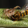 jumping spider eating