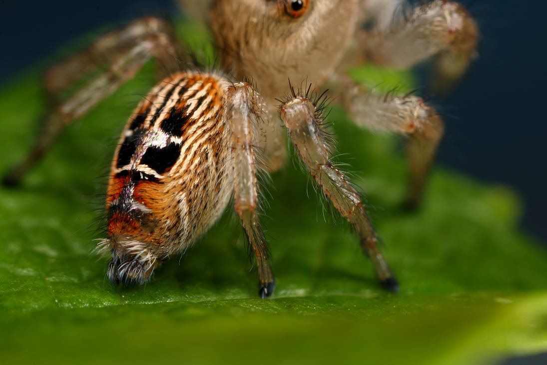 jumping spider abdomen by macrojunkie on DeviantArt