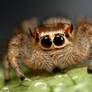 jumping spiders funny face
