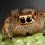 jumping spiders funny face