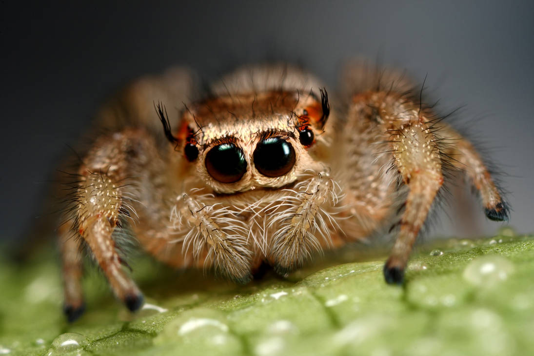Jumping Spiders Funny Face By Macrojunkie On DeviantArt jumping-spiders-funny-face-by-macrojunkie-on-deviantart