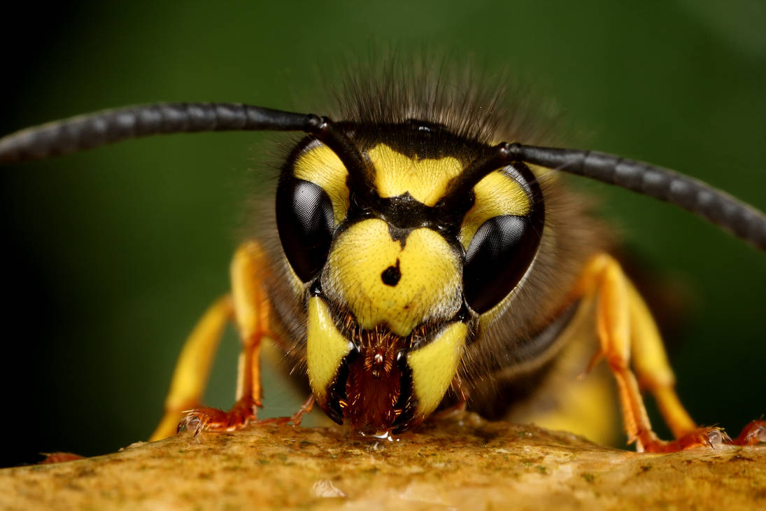 Common Uk Wasp That Stings By Macrojunkie On DeviantArt common-uk-wasp-that-stings-by-macrojunkie-on-deviantart