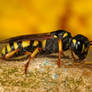 digger wasp at 1.5X