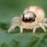 jumping spider just hatched