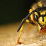 Yellow jacket wasp cleaning