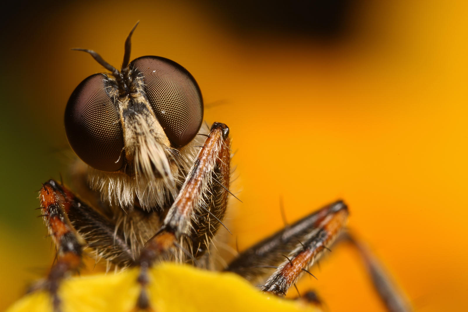 Robberfly saying hello