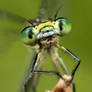 Green damselfly