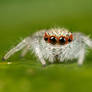 jumping spider 2nd instar