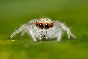 jumping spider 2nd instar