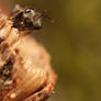 Tiny wasp series  pic 1