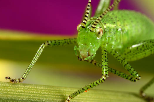 Back yard bush cricket 2