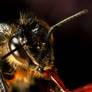 bee in the dark eating honey