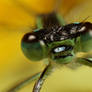 Damselfly  green on yellow