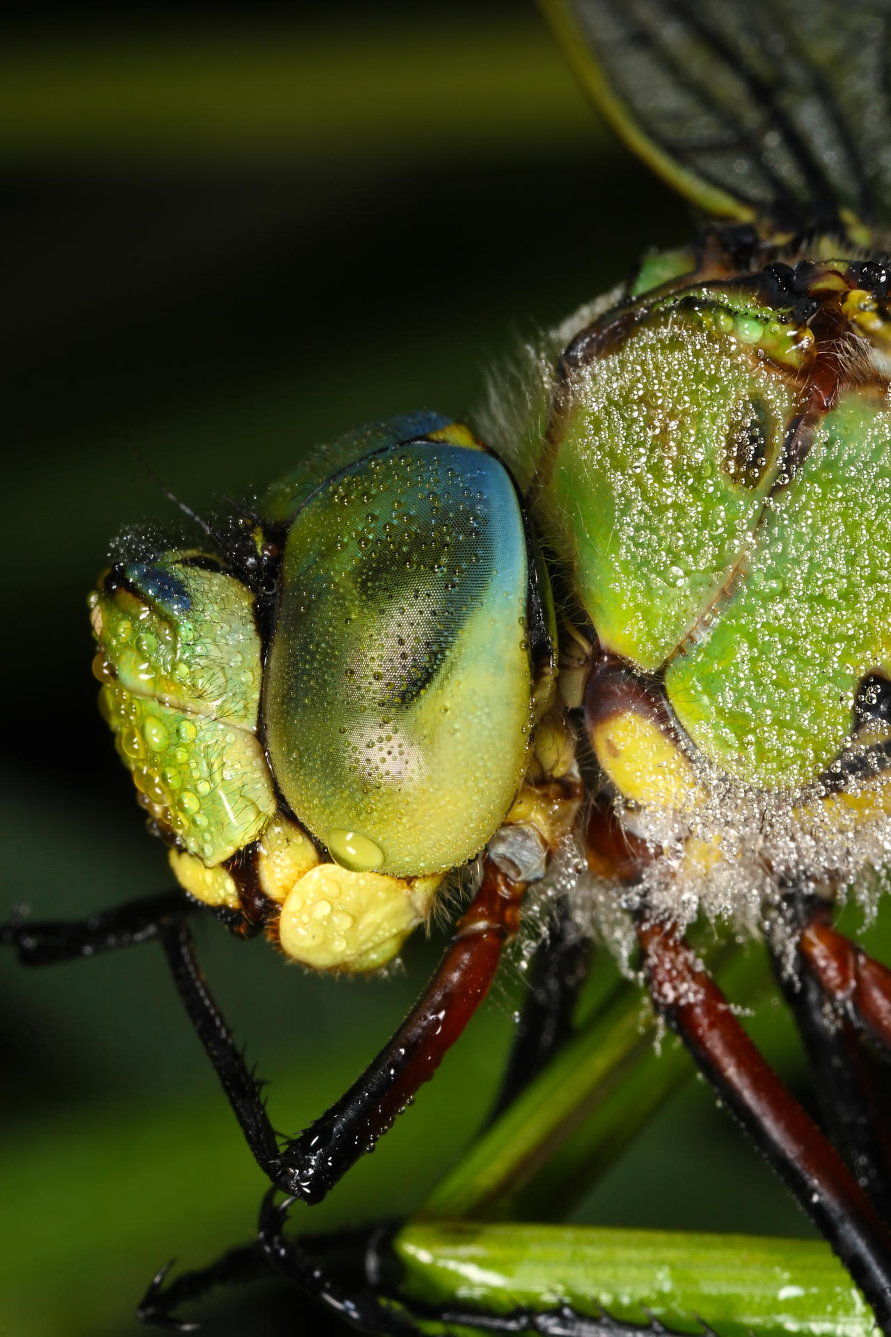 dragonfly 2009 summer time