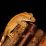 gecko 3